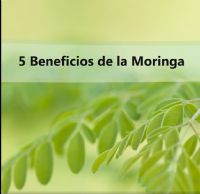 Beneficios de la Moringa