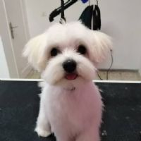 Perro de peluquería