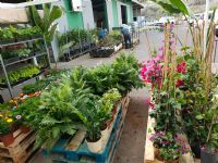 Frutales y plantas jardín